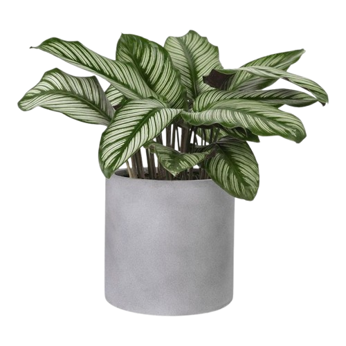 Calathea