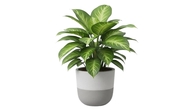 Dieffenbachia